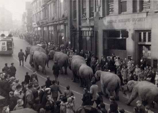 Circus Elephants -  Mick Walpole