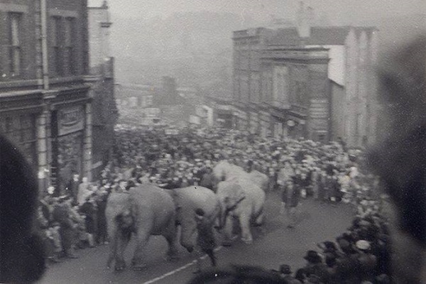 Circus Elephants -  Mick Walpole