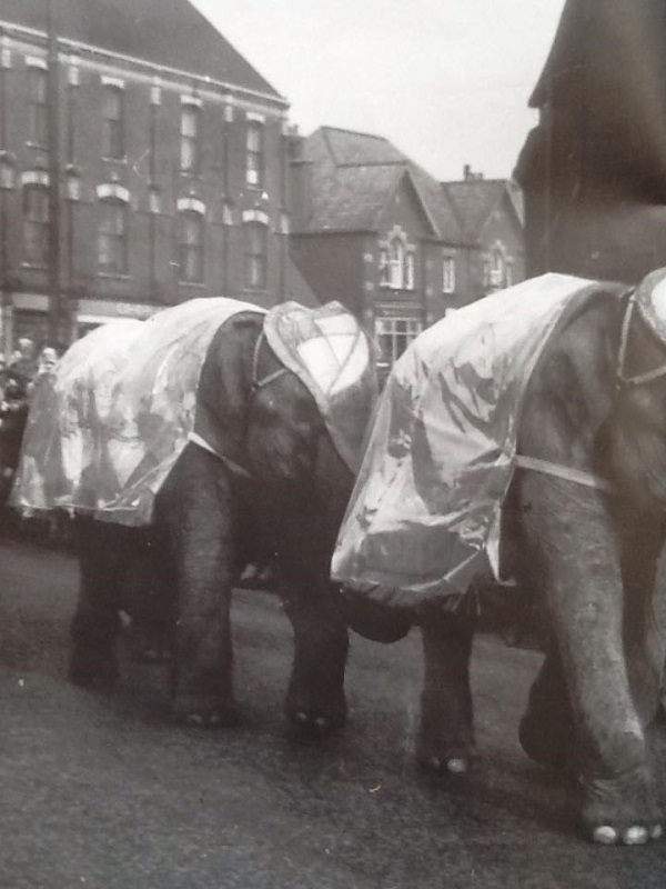 Circus Elephants -  Mick Walpole