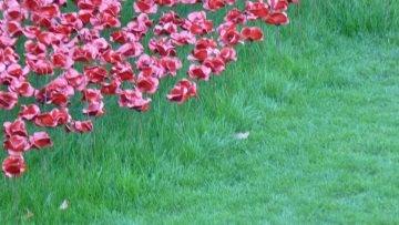 Poppies in Tower;s moat.